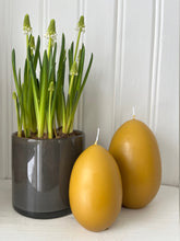 Ladda bilden i Gallerivyn, Äggljus-Senapsgula 2 storlekar