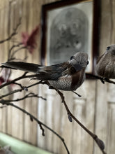 
Ladda bilden i Gallerivyn, Fågel med fjädrar/clip